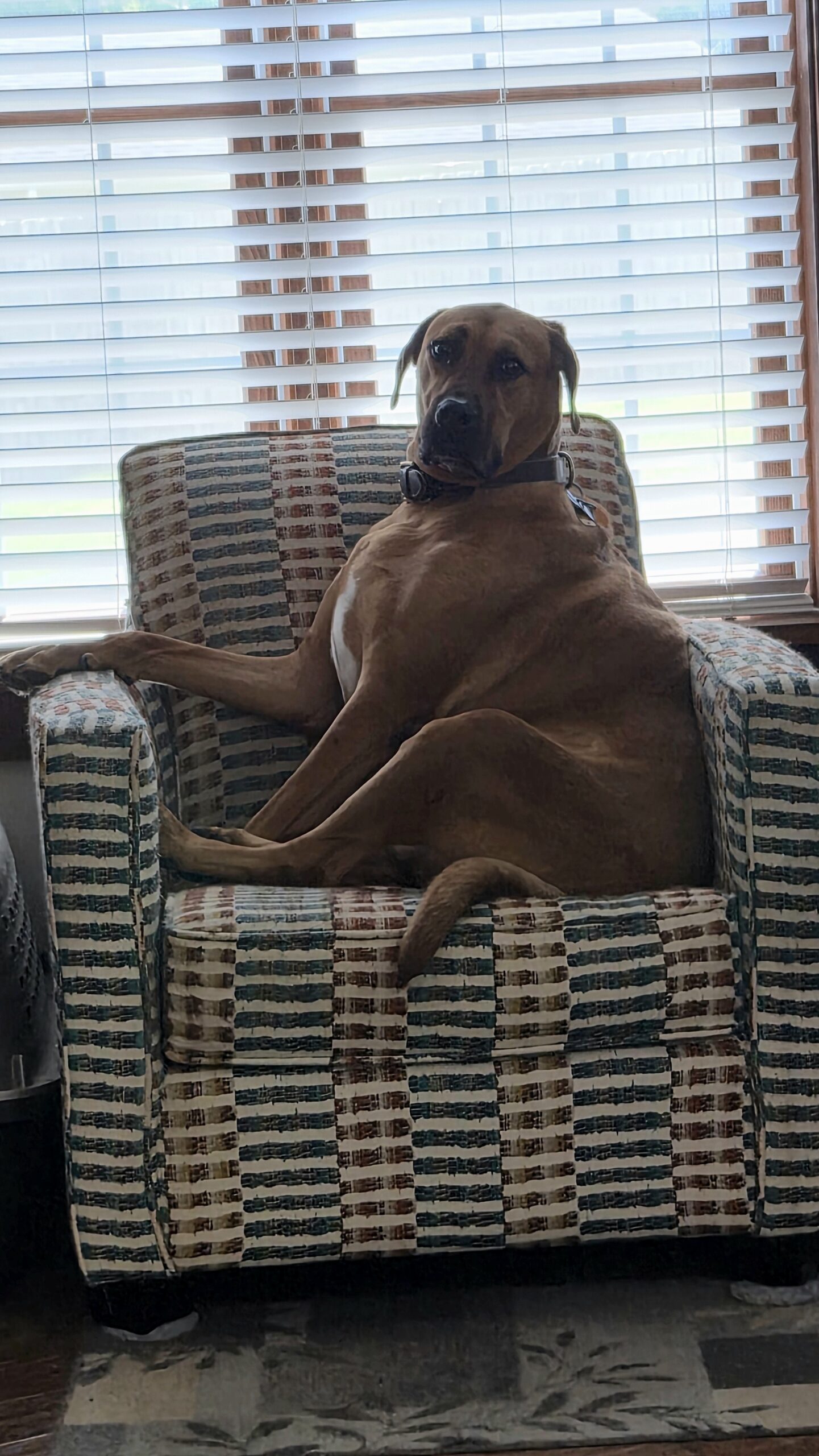 Dio, my 130 lb dog